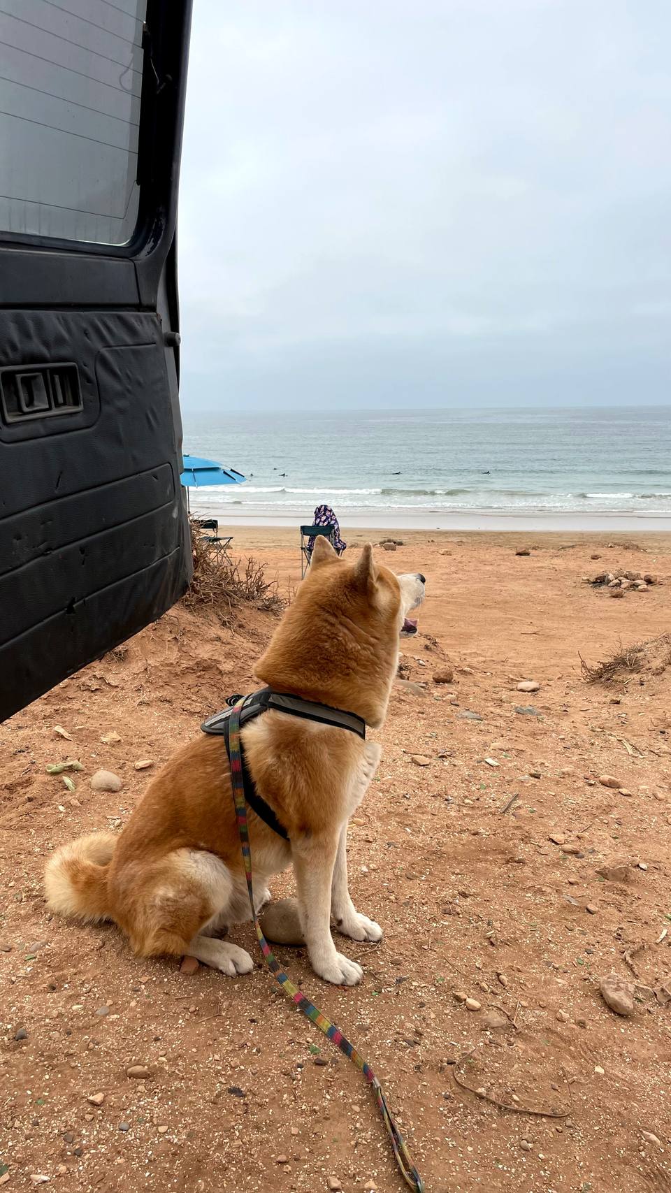 Nao, the Playtide akita, sitting on the sand by the van, watching the surfers out at sea
